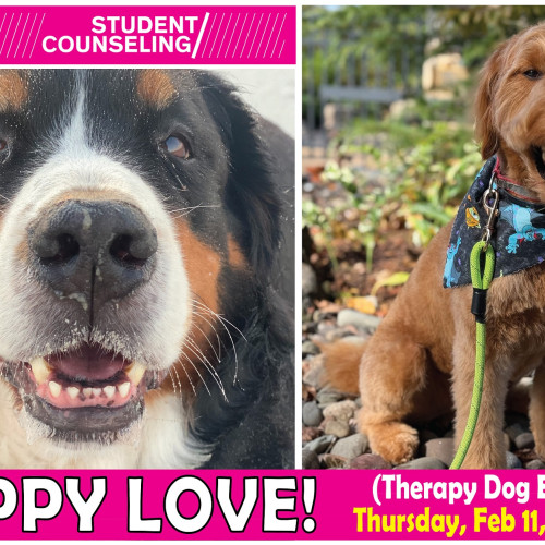 Photo of therapy dogs Gussie and Cpatain
