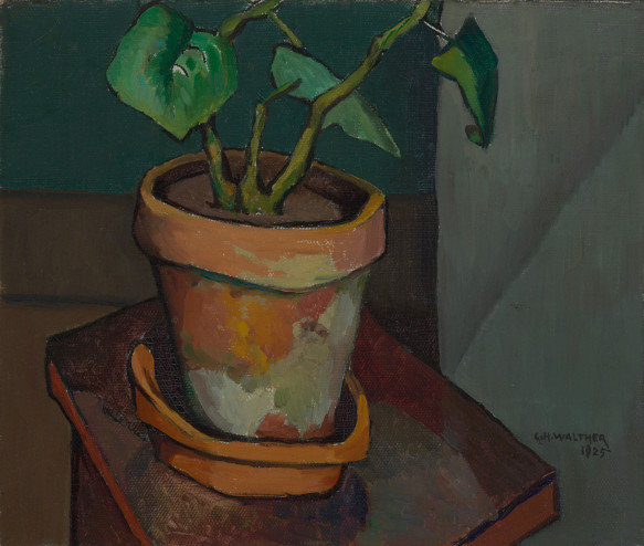 Attic Plant