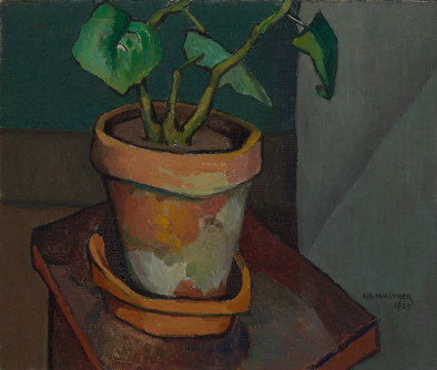 Attic Plant