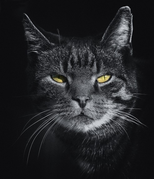 cat